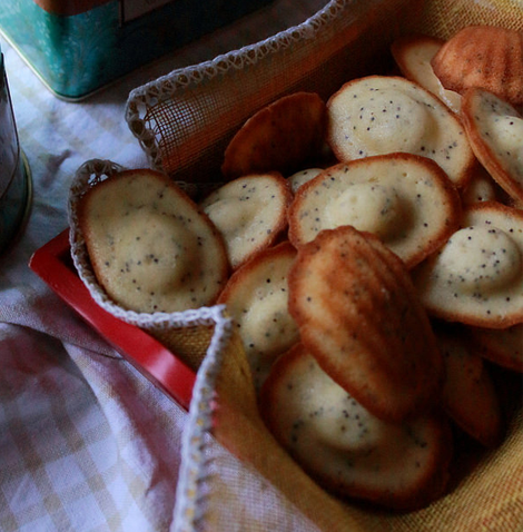 Madeleines al mosto e semi di papavero